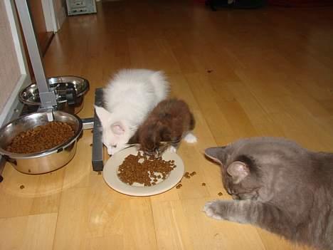 Maine Coon  Moviecoons Aragon - Når mor ikke vil have mig mee, er det godt at have en stor dejlig familie der kan lære mig at spise.. billede 8