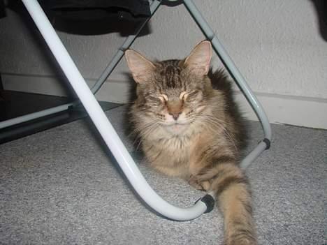 Maine Coon Fabienne billede 1