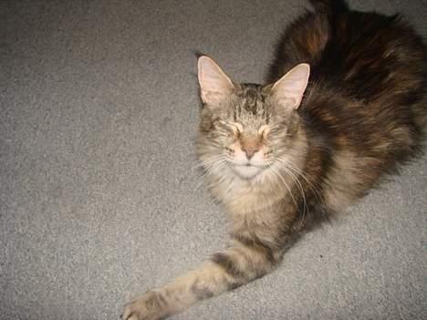 Maine Coon Fabienne billede 2
