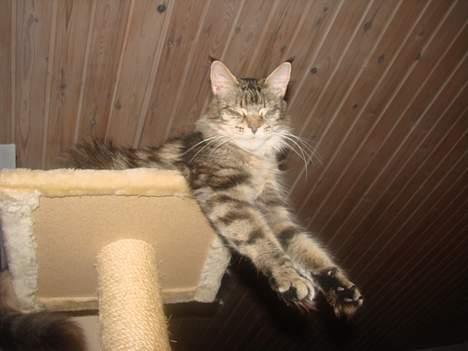 Maine Coon Fabienne billede 3