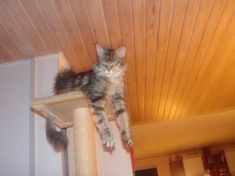 Maine Coon Fabienne billede 4