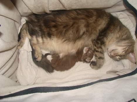 Maine Coon Fabienne billede 6