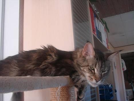 Maine Coon Fabienne billede 7