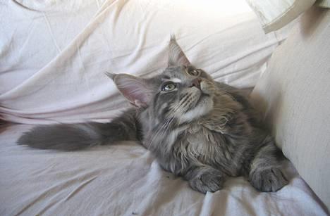 Maine Coon SP Pitho Crookshanks billede 2