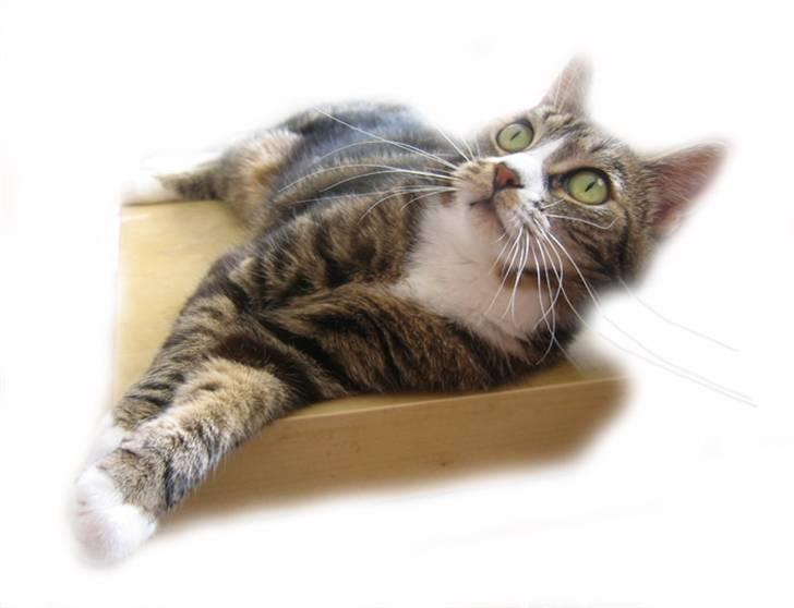 Huskat Devi - Juli 2008 - bare lige en smule legesyg... billede 14