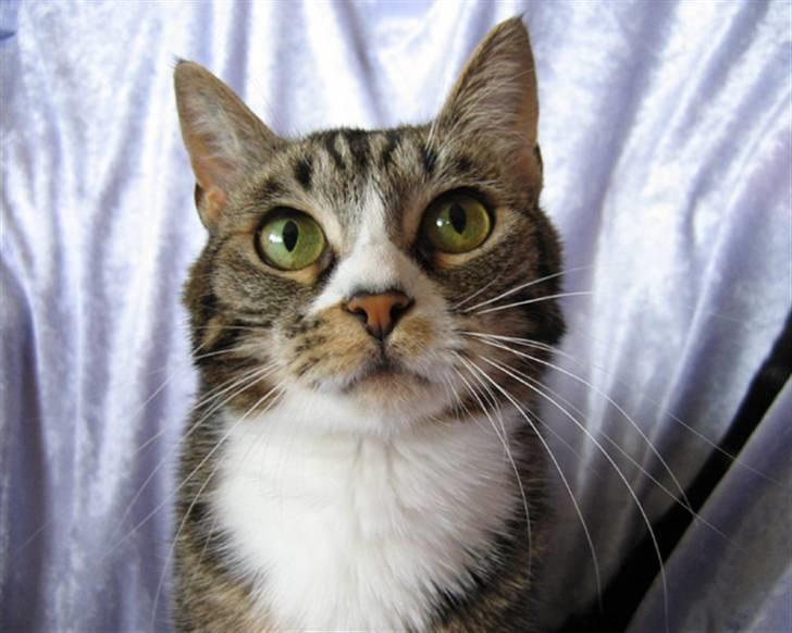 Huskat Devi billede 15