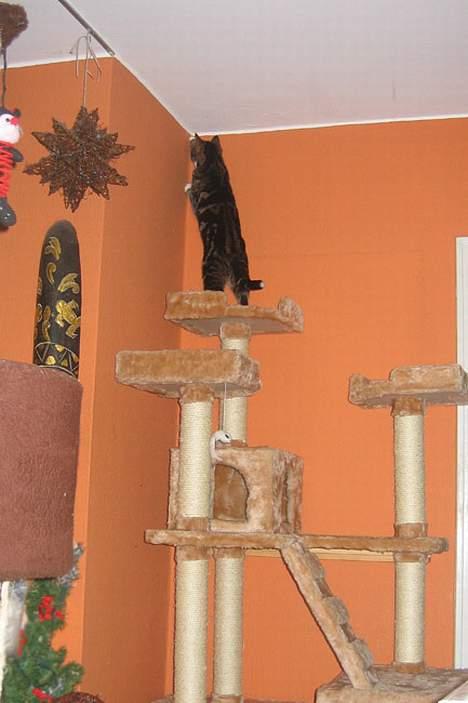 Huskat Devi - I´m the King of the Wooooorld....øhm....eller....noget.... billede 16