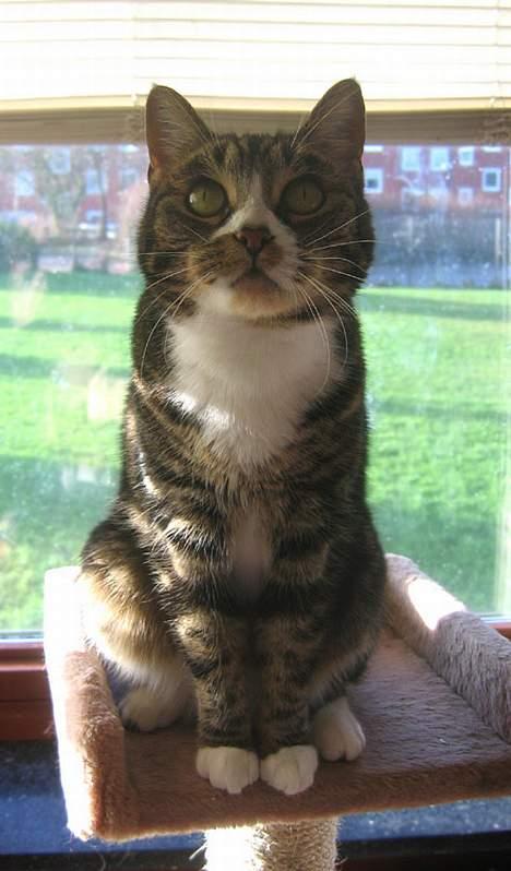 Huskat Devi billede 17