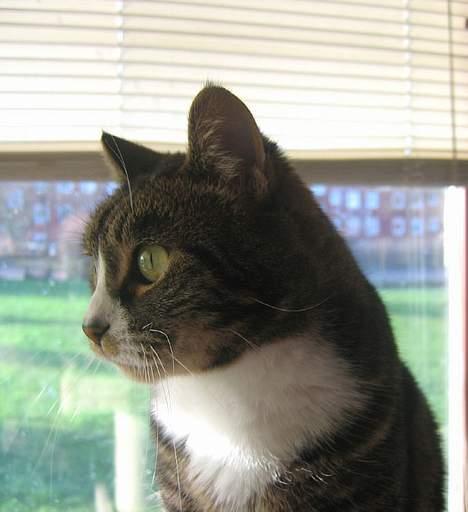 Huskat Devi billede 18