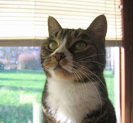 Huskat Devi billede 19