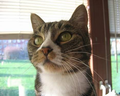 Huskat Devi billede 20