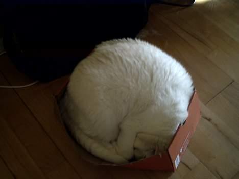 Huskat Pussi - Ja en størrelse 39/40, og gerne i nike. billede 1