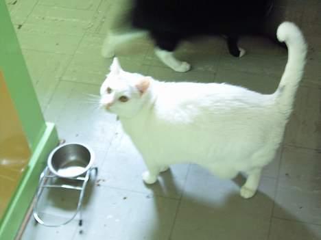 Huskat Pussi - HAlllO skal vi ikke have noget mad i dag???? billede 3