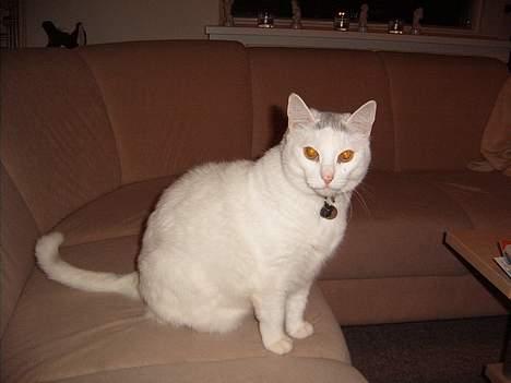 Huskat Pussi - Få nu taget det billede, jeg har jo ikke hele dagen til at sidde her billede 4