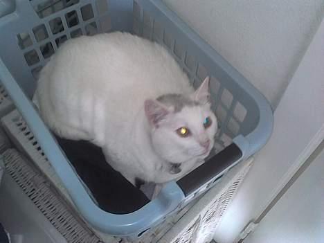 Huskat Pussi - Jamen mor, her ligger jeg da altid.... Når du ikke ser det. billede 5