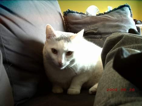 Huskat Pussi - hej, vil du hygge lidt?? billede 6