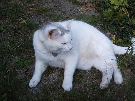 Huskat Pussi - Det er nu dejligt at få lidt frisk luft billede 7