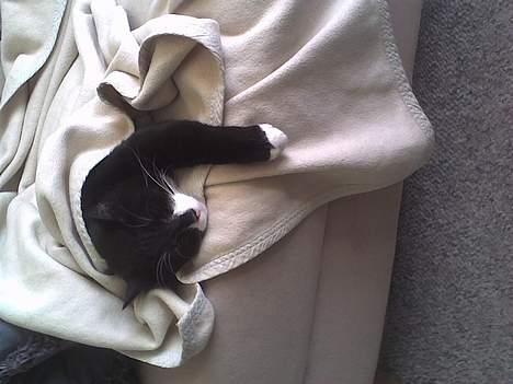 Blanding af racer Thomas - Det er altid godt at sove, specielt når man bliver puttet på sofaen billede 13