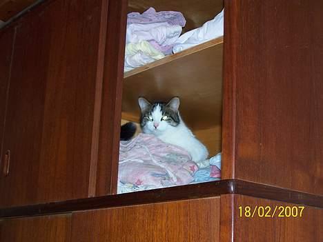 Blanding af racer Nora  - Hun er flygtet op i skabet for at komme væk fra de små....  billede 8