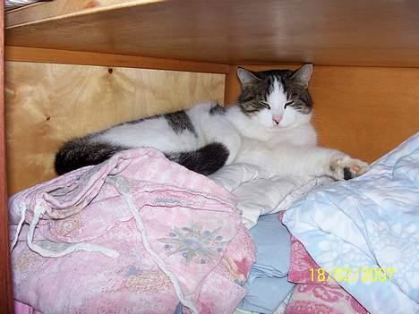 Blanding af racer Nora  - Hun har fundet et rigtigt godt sted at ligge i fred for killingerne  billede 9