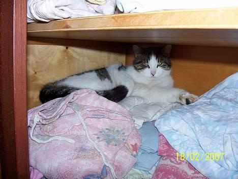 Blanding af racer Nora  billede 10