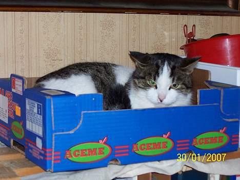 Blanding af racer Nora  billede 11