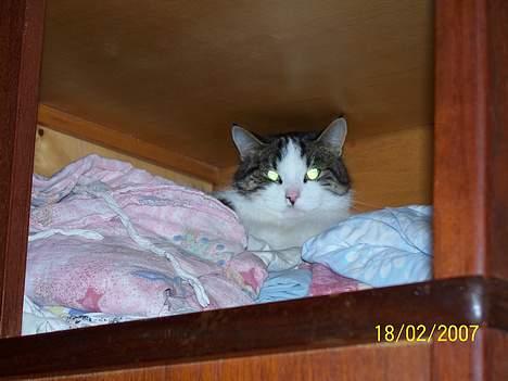 Blanding af racer Nora  billede 12