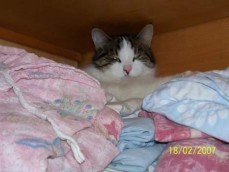 Blanding af racer Nora  billede 13