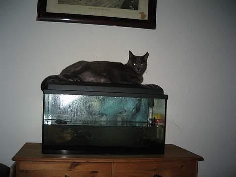 Blanding af racer Herkules (R.I.P) billede 5