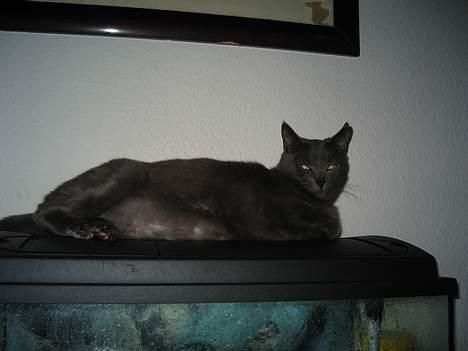 Blanding af racer Herkules (R.I.P) billede 6