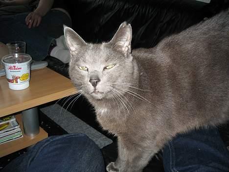 Blanding af racer Herkules (R.I.P) billede 7