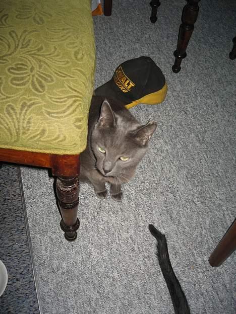 Blanding af racer Herkules (R.I.P) billede 8