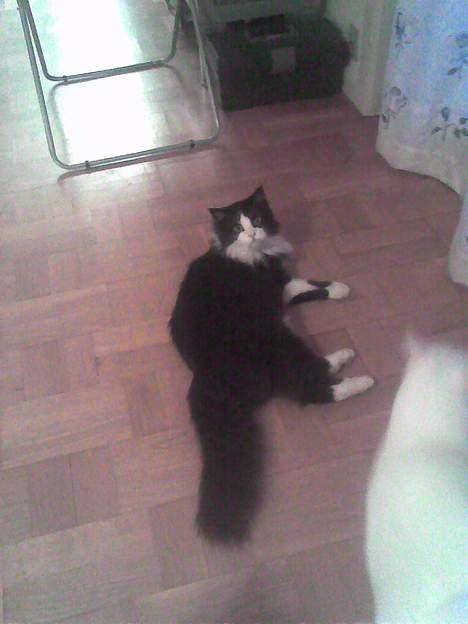 Norsk Skovkat Samson*RIP 25.Januar 08* - Min mor prøvede lige med et billede fra sin mobil hmm ikke blevet så godt  billede 7