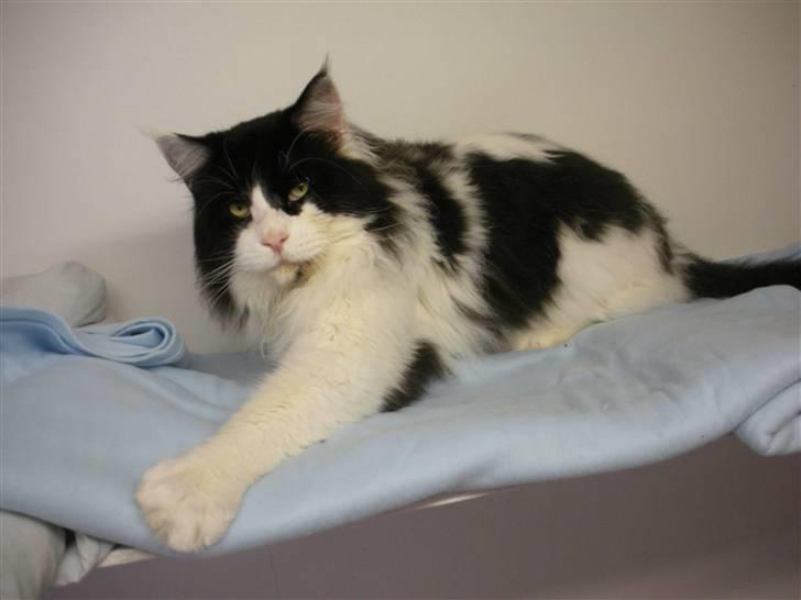 Maine Coon Løvehulen's Bandit - Bandit   3-9-09. Knap 3 år billede 1