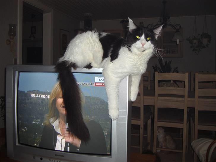 Maine Coon Løvehulen's Bandit -  Kig hellere på mig end det dumme fjernsyn. billede 2