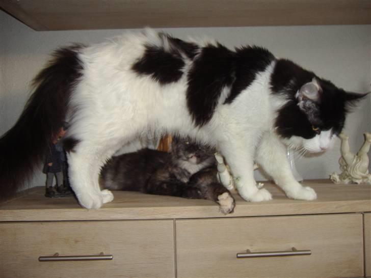 Maine Coon Løvehulen's Bandit - 15-1-08 Bandit 14 mdr billede 3