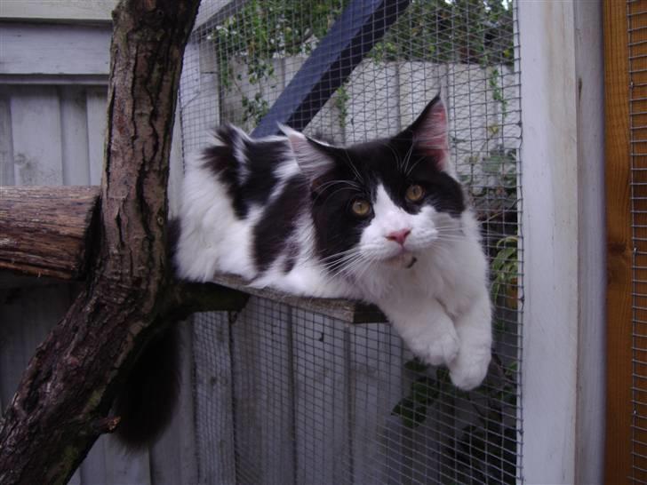 Maine Coon Løvehulen's Bandit - 15-1-08 Bandit 9 mdr billede 4