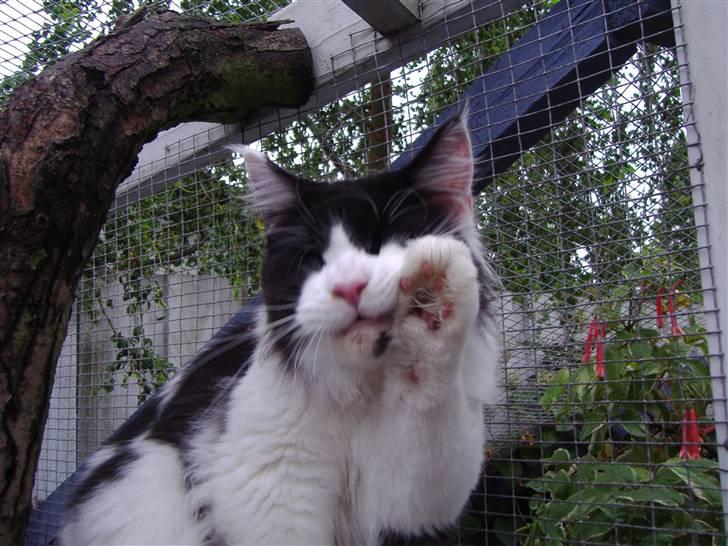 Maine Coon Løvehulen's Bandit - 15-8-07 Bandit 9 mdr billede 5