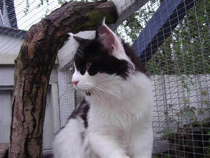 Maine Coon Løvehulen's Bandit - 15-8-07 Bandit 9 mdr billede 6