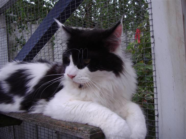 Maine Coon Løvehulen's Bandit - 15-8-07 Bandit 9 mdr billede 7