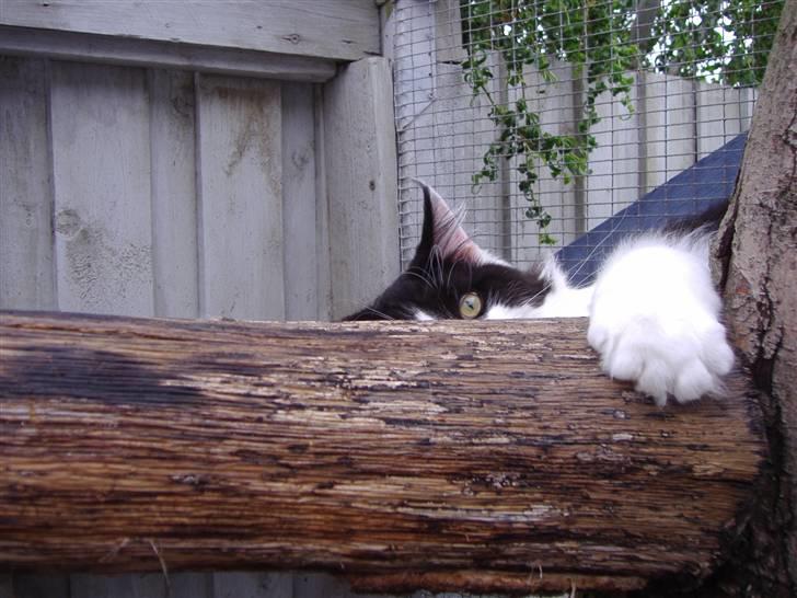 Maine Coon Løvehulen's Bandit -  15-8-07 Bandit 9 mdr,Bandit på lur efter lækre sild. billede 8