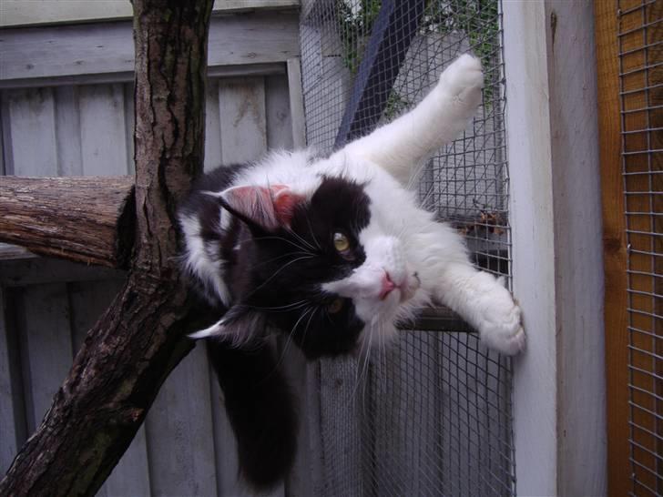 Maine Coon Løvehulen's Bandit -  15-8 Bandit 9 mdr billede 9