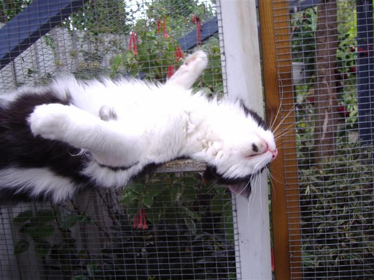 Maine Coon Løvehulen's Bandit - 15-8-07 Bandit 9 mdr billede 10