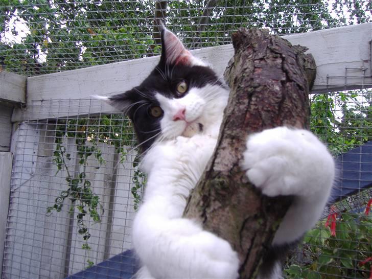 Maine Coon Løvehulen's Bandit -  15-8-07 Bandit 9 mdr billede 11