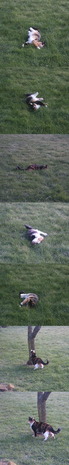 Huskat Gizmo billede 15