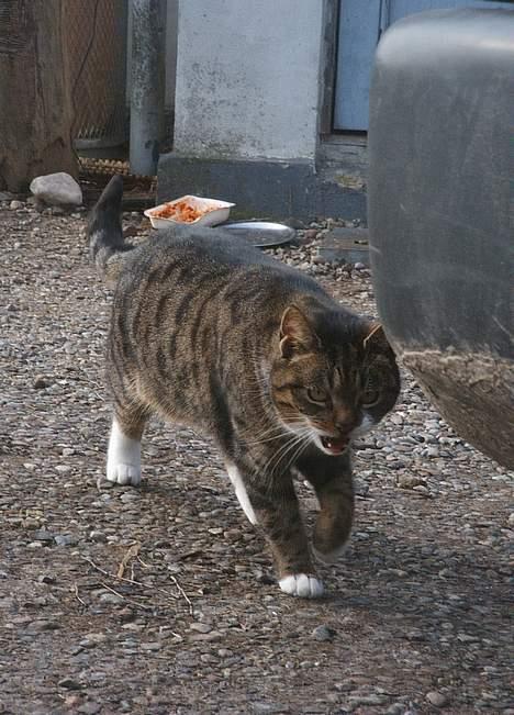 Blanding af racer Mille *død* - Grrr ... (: billede 13