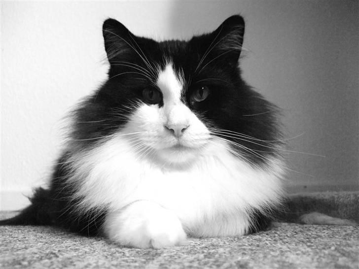 Norsk Skovkat DK Dansbjergs Gastor - Haii allesammen! :o) billede 1