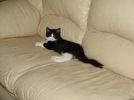 Norsk Skovkat DK Dansbjergs Gastor - SÅ blev det tid til en slapper.. Det er MIN den store sofa! :oP billede 2