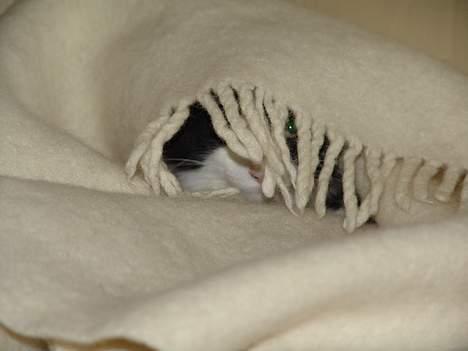 Norsk Skovkat DK Dansbjergs Gastor - Mon de kan se mig nu??? billede 3