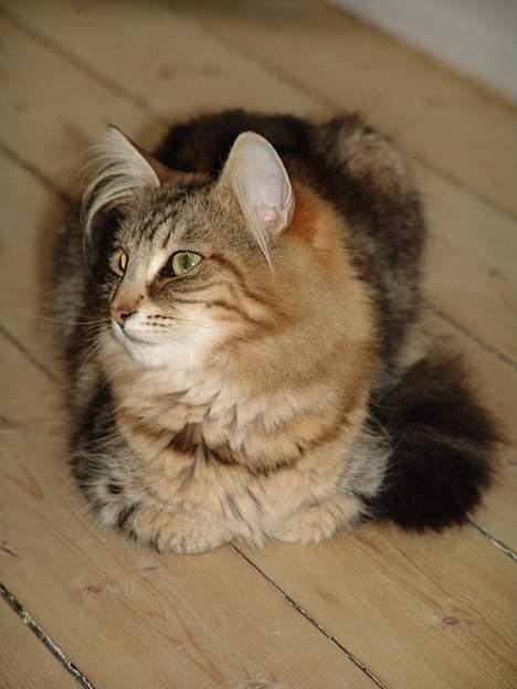 Norsk Skovkat DK Dansbjergs Fie - Er jeg ikke bare smuk??? :o) billede 12